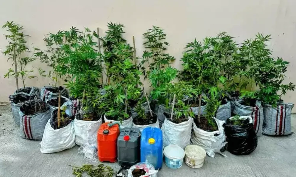 Η στιγμή που αστυνομικοί εντοπίζουν χασισόδεντρα σε δύσβατη περιοχή της Λέσβου (Βίντεο-Εικόνες)